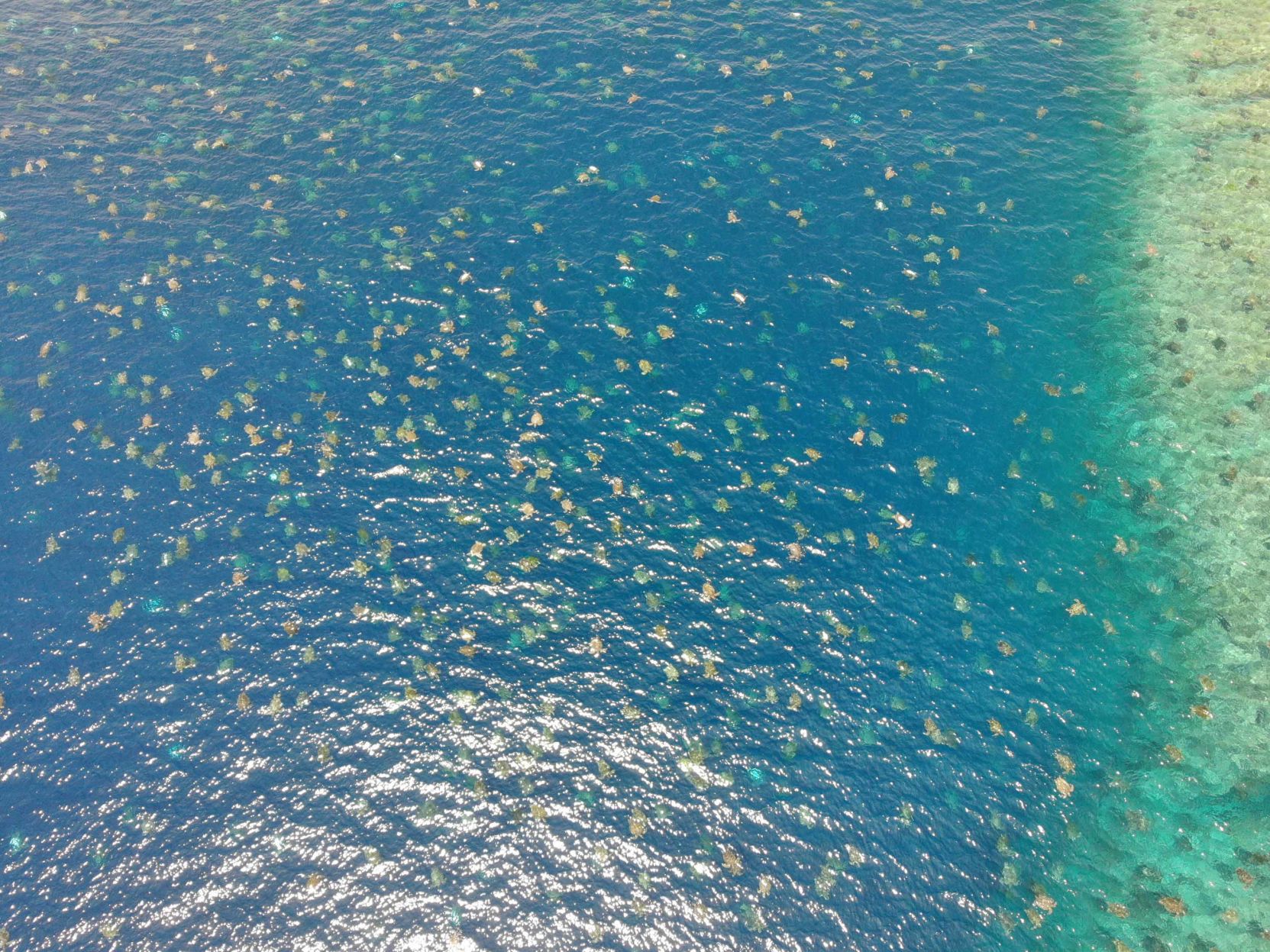 Raine Island turtles